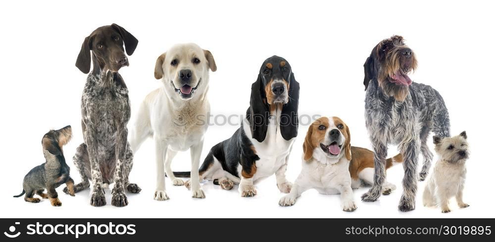 hunting dogs in front of white background