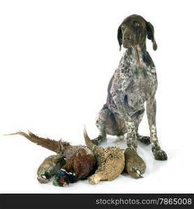 hunting games and dog in front of white background