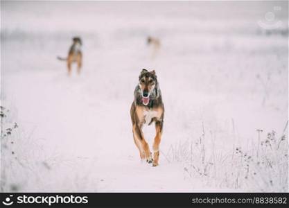 Hunting Sighthound Hortaya Borzaya Dog During Hare-hunting At Winter Day In Snowy Field.