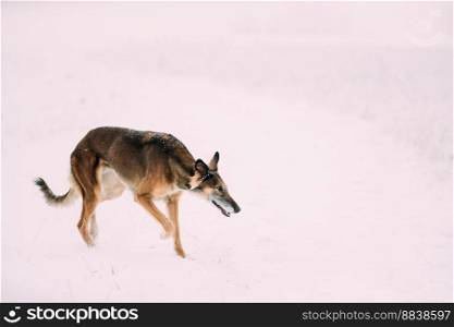 Hunting Sighthound Hortaya Borzaya Dog During Hare-hunting At Winter Day In Snowy Field.
