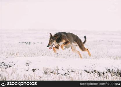 Hunting Sighthound Hortaya Borzaya Dog Fast Running During Hare-hunting At Winter Day In Snowy Field.