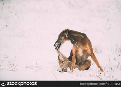 Hunting Sighthound Hortaya Borzaya Dog Licking His Paw At Winter Day In Snowy Field During Hare-hunting.