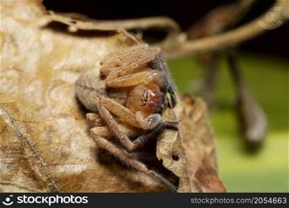 Huntsman Spider face portrart showing 8 eyes, Olios sp., Kivikha, Nagaland, India