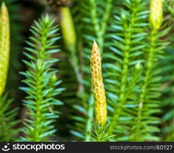 Huperzia, fir moss, medicinal plant in a forest,remedy against Alzheimer disease