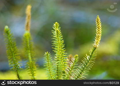 Huperzia, fir moss, medicinal plant in a forest,remedy against Alzheimer disease