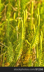 Huperzia, fir moss, medicinal plant in a forest,remedy against Alzheimer disease