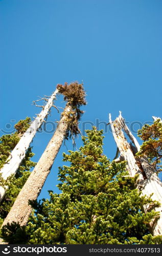 Hurricane Ridge in the Olympic Peninsula