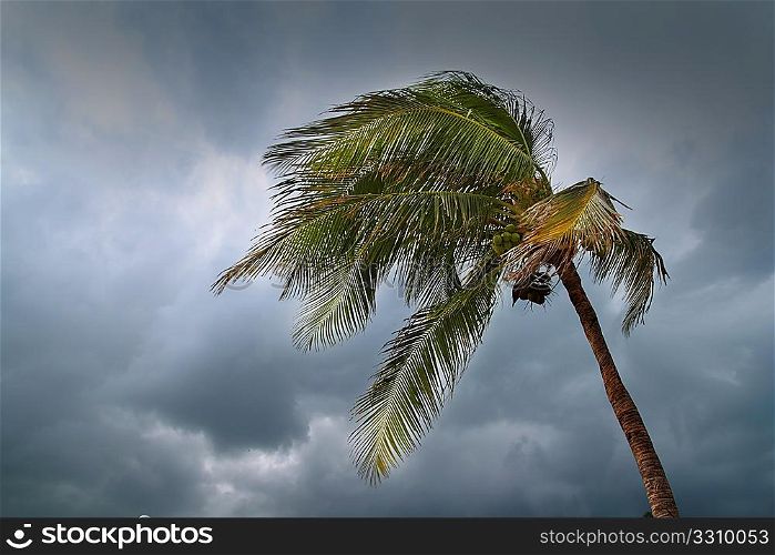hurricane tropical storm coconut palm tree leaves cloudy gray sky