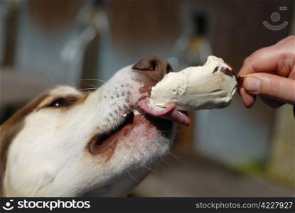 Husky dog eating icecream from owners hand.