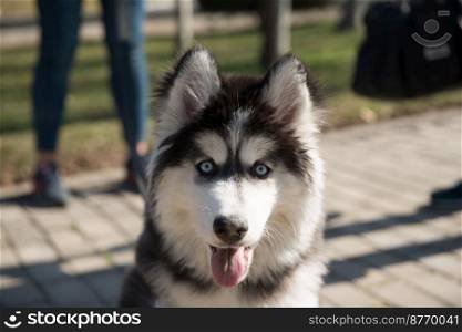 husky dog in the park in the summer season. dogs in the park