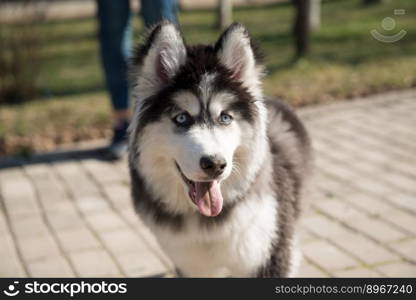 husky dog in the park in the summer season. dogs in the park