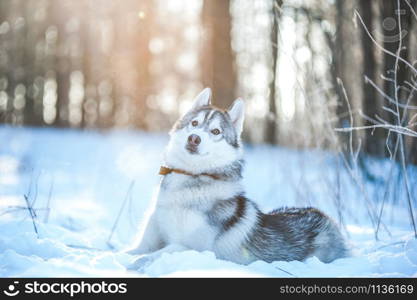 Husky dog lies on the snow, winter mood . Husky dog lies on the snow