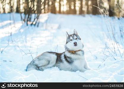 Husky dog lies on the snow, winter mood . Husky dog lies on the snow