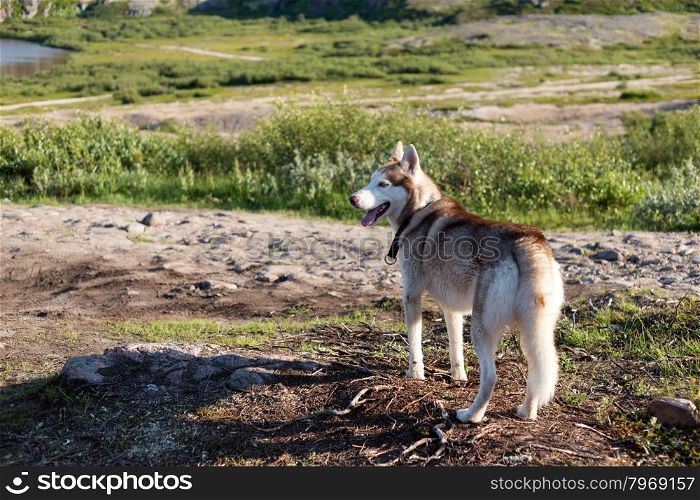 Husky dog looks standing on background of the summer forest.