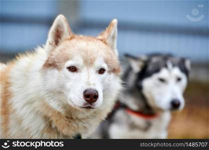 Husky dog outdoor portrait. Funny pet on walking before sled dog racing.. Husky dog portrait