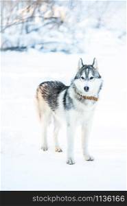 Husky dog stands on the snow, winter mood . Husky dog stands on the snow