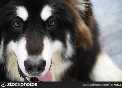 Husky Dog with a face close up, Beautiful Siberian husky black and white color