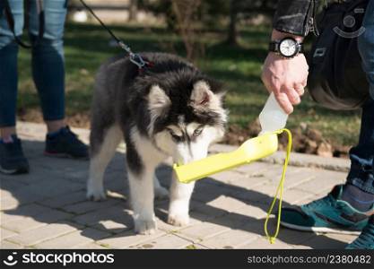 husky dog with owners walking in the spring park, drinking water. dogs in the park