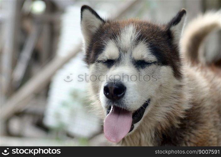 Husky dog yawning at the sun rays. Sleepy dog funny yawns with wide open mouth and long tongue outdoors. Sleepy husky dog funny yawns with wide open mouth and long tongue