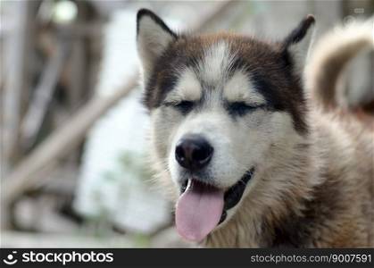 Husky dog yawning at the sun rays. Sleepy dog funny yawns with wide open mouth and long tongue outdoors. Sleepy husky dog funny yawns with wide open mouth and long tongue