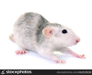 husky rat in front of white background