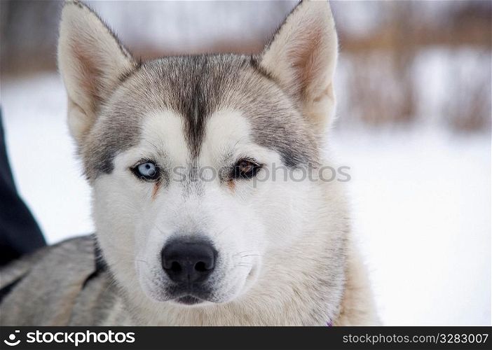 Husky sled dog with two different colored eyes.