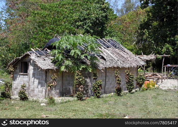 Hut and papaya tree near the forest in Efate island, Vanuatu