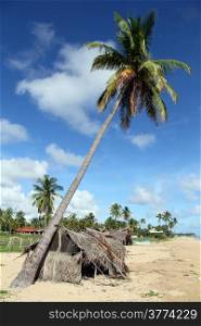 Hut under palm tree on the Nilaveli beach, Sri Lanka