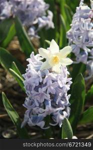 Hyacint and daffodil growing on a field