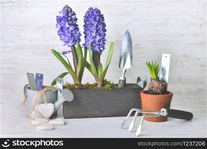 hyacinth blooming in decorative wooden flower pot next to shovel and watering can and other potted . hyacinth blooming in decorative potted next to shovel and watering can