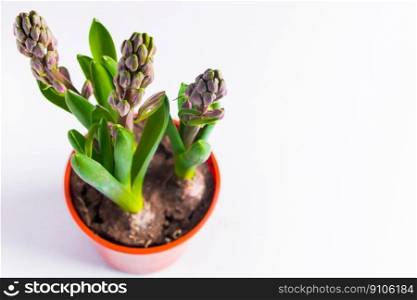 Hyacinth bulbs in pot on white background. Unopened flower buds.. Hyacinth bulbs in pot on white background.