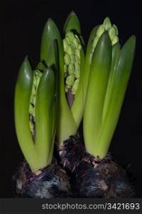 hyacinth bulbs with fresh blossoms on dark background