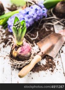 hyacinth bulbs with roots, soil and old shovel on white wooden garden table, spring gardening