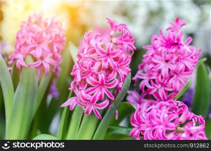 Hyacinth flower and green leaf background in garden at sunny summer or spring day for postcard beauty decoration and agriculture design.