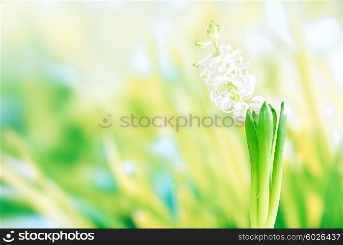 Hyacinth flower in green grass at springtime