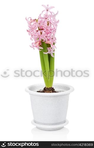 hyacinth flower in pot isolated