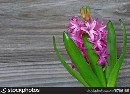 Hyacinth flower on a background of old gray boards