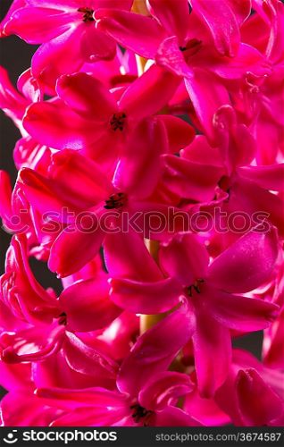 hyacinth flower pink closeup macro on black background