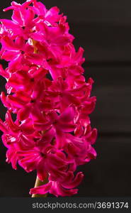 hyacinth flower pink closeup macro on black background