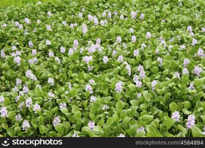 hyacinth flowers