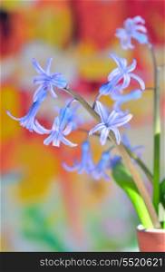hyacinth flowers in vase