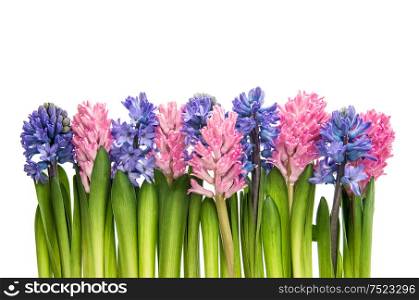 Hyacinth flowers on white background. Pink and blue blossoms
