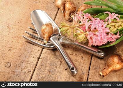 Hyacinth flowers with garden tools and bulbs