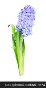 Hyacinth fresh flowers. Hyacinth blue fresh flower with green leaves isolated on white background