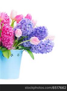 Hyacinth fresh flowers. Hyacinth pink and blue hyacinth and tulip flowers in pot close up isolated on white background