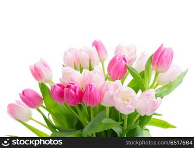 Hyacinth fresh flowers. Tulip pink fresh flowers isolated on white background