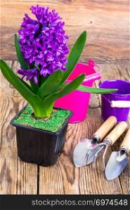 Hyacinth in pot, garden tools, inventory. Studio Photo. Hyacinth in pot, garden tools, inventory