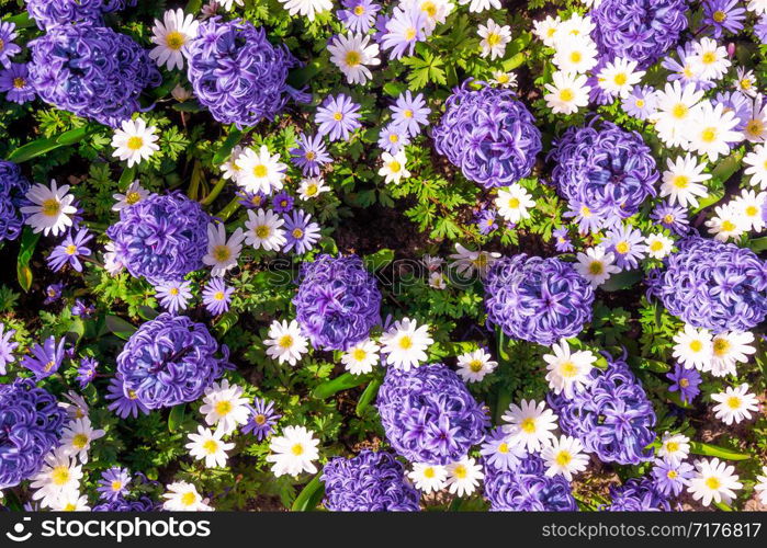 Hyacinth purple with Daisy flower in garden
