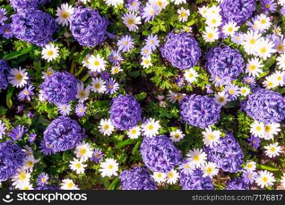 Hyacinth purple with Daisy flower in garden