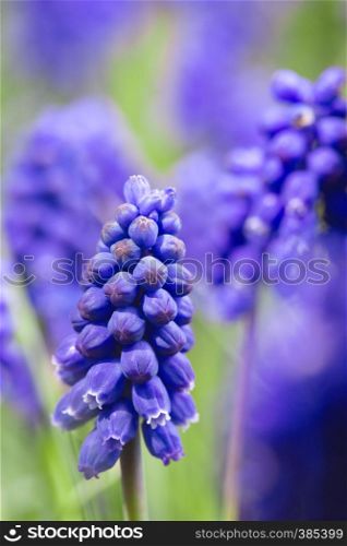 hyacinths bloom in the garden, close-up